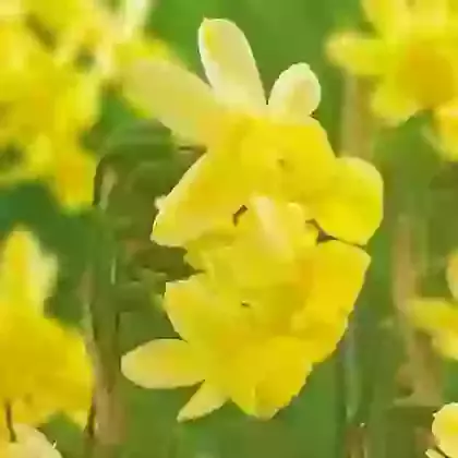 Angel's Whisper